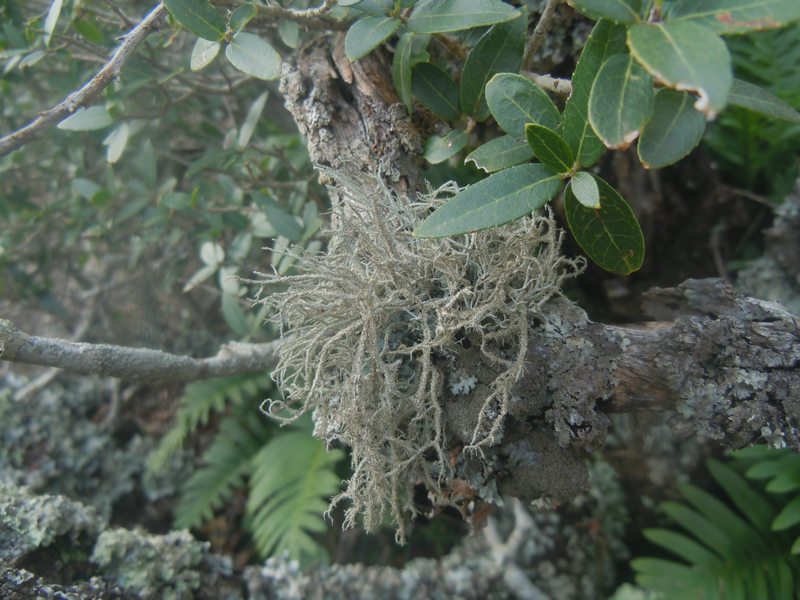 Lethariella intricata su fillirea